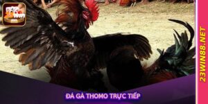 Đá Gà Thomo Trực Tiếp