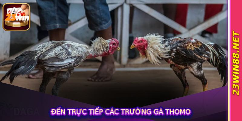 Đến trực tiếp các trường gà Thomo