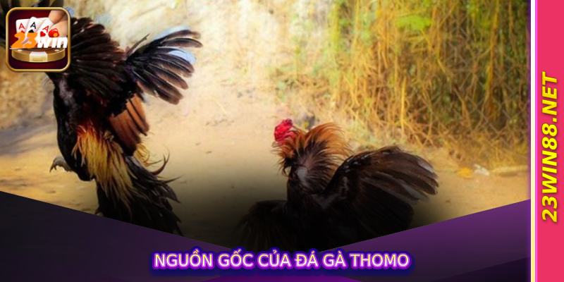 Nguồn gốc của đá gà Thomo